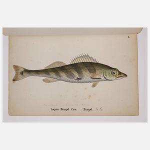 Die Fische Deutschlands und der Schweiz