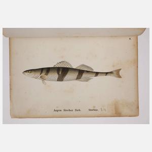 Die Fische Deutschlands und der Schweiz