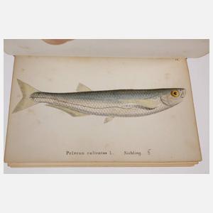 Die Fische Deutschlands und der Schweiz