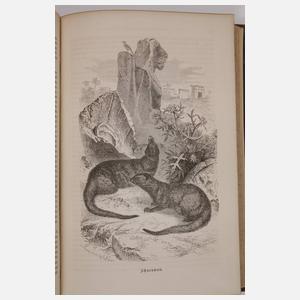 llustrirtes Thierleben 1864