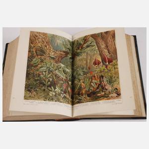 Meyer´s Konversations-Lexikon