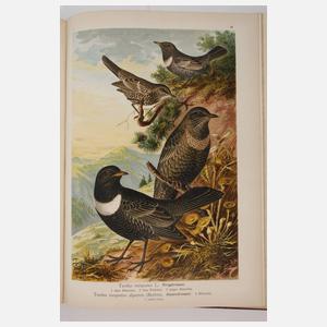 Naumann, Naturgeschichte der Vögel Mitteleuropas