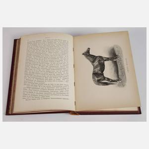 Ungarns Pferdezucht in Wort und Bild