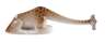 Rosenthal Miniatur Giraffe