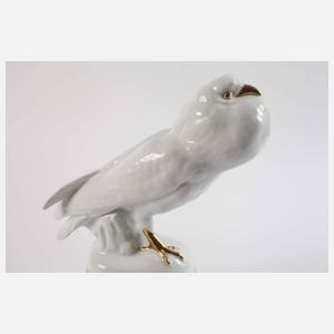 Heinrich & Co. Selb große Kropftaube Fritz Klee