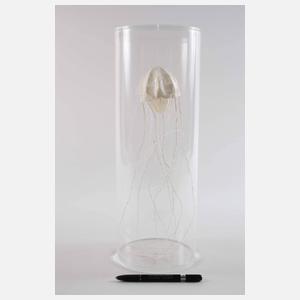 Sophie Casado, Qualle im Glassturz