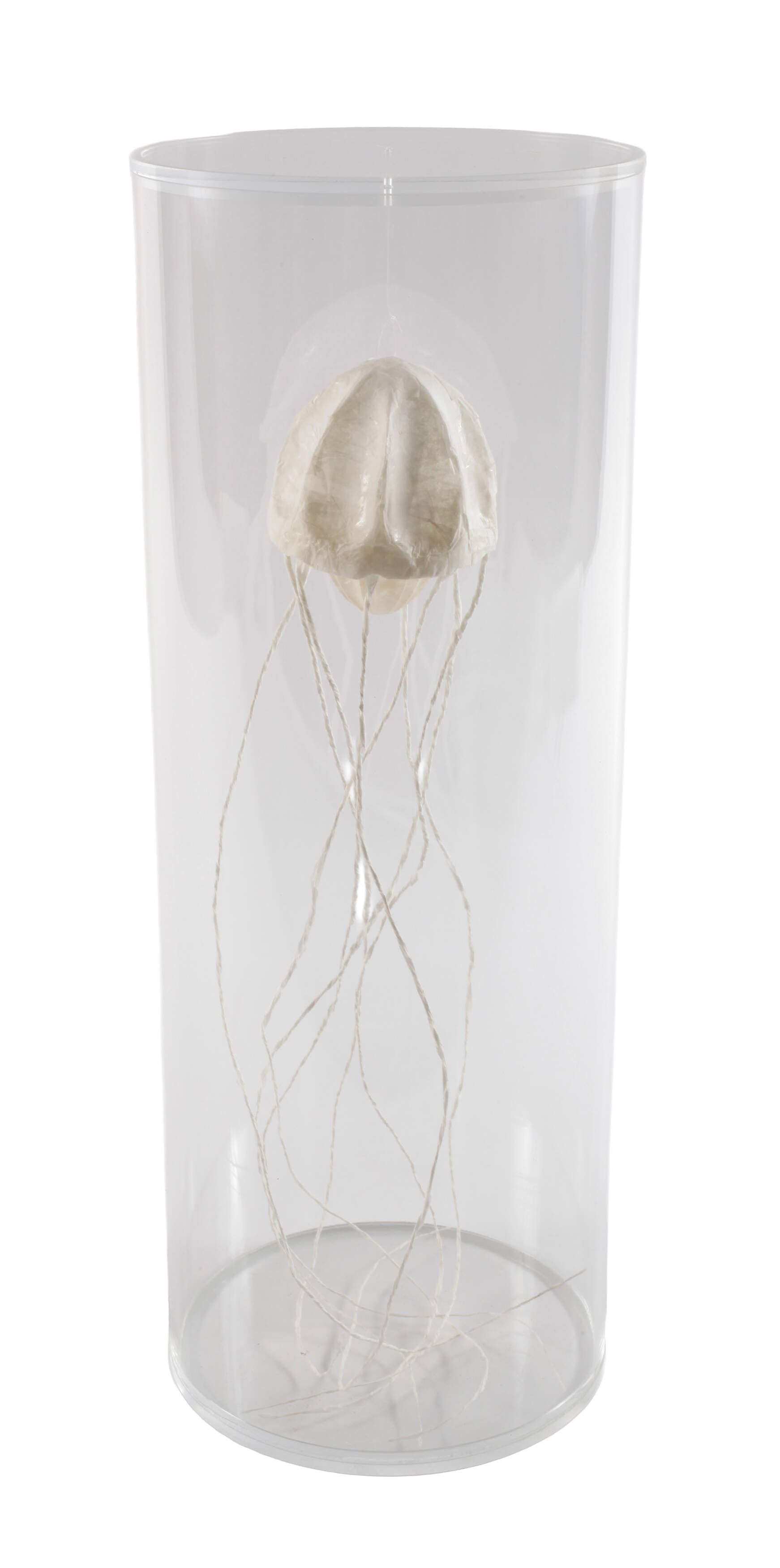 Sophie Casado, Qualle im Glassturz