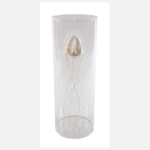 Sophie Casado, Qualle im Glassturz