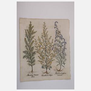 Basilius Besler, Blatt aus "Hortus Eystettensis"