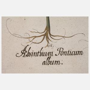 Basilius Besler, Blatt aus "Hortus Eystettensis"