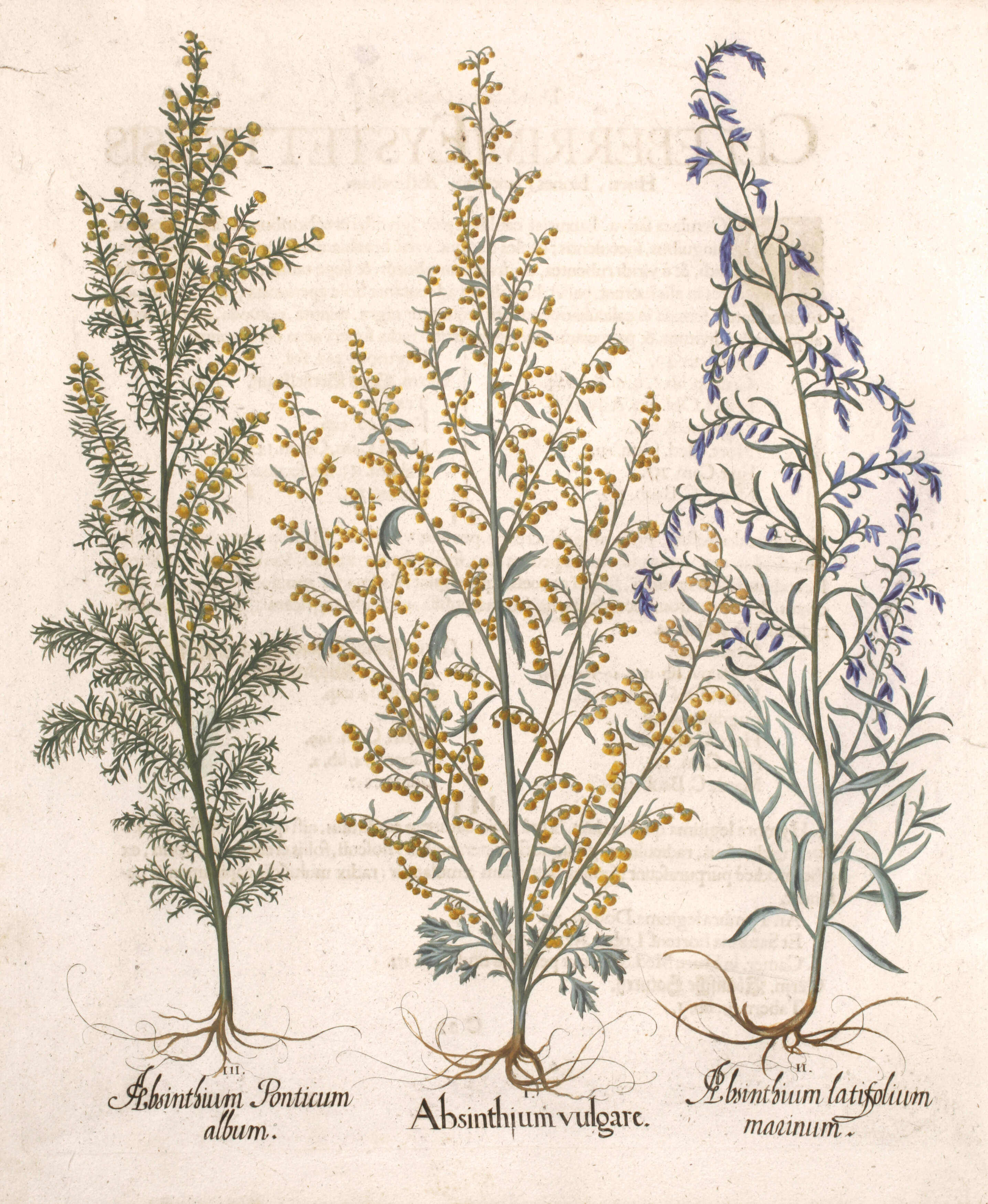 Basilius Besler, Blatt aus "Hortus Eystettensis"