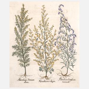 Basilius Besler, Blatt aus "Hortus Eystettensis"