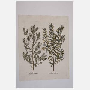 Basilius Besler, Myrte aus "Hortus Eystettensis"