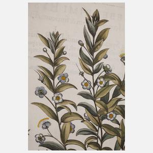 Basilius Besler, Myrte aus "Hortus Eystettensis"