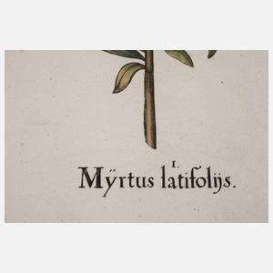 Basilius Besler, Myrte aus "Hortus Eystettensis"