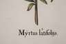 Basilius Besler, Myrte aus "Hortus Eystettensis"