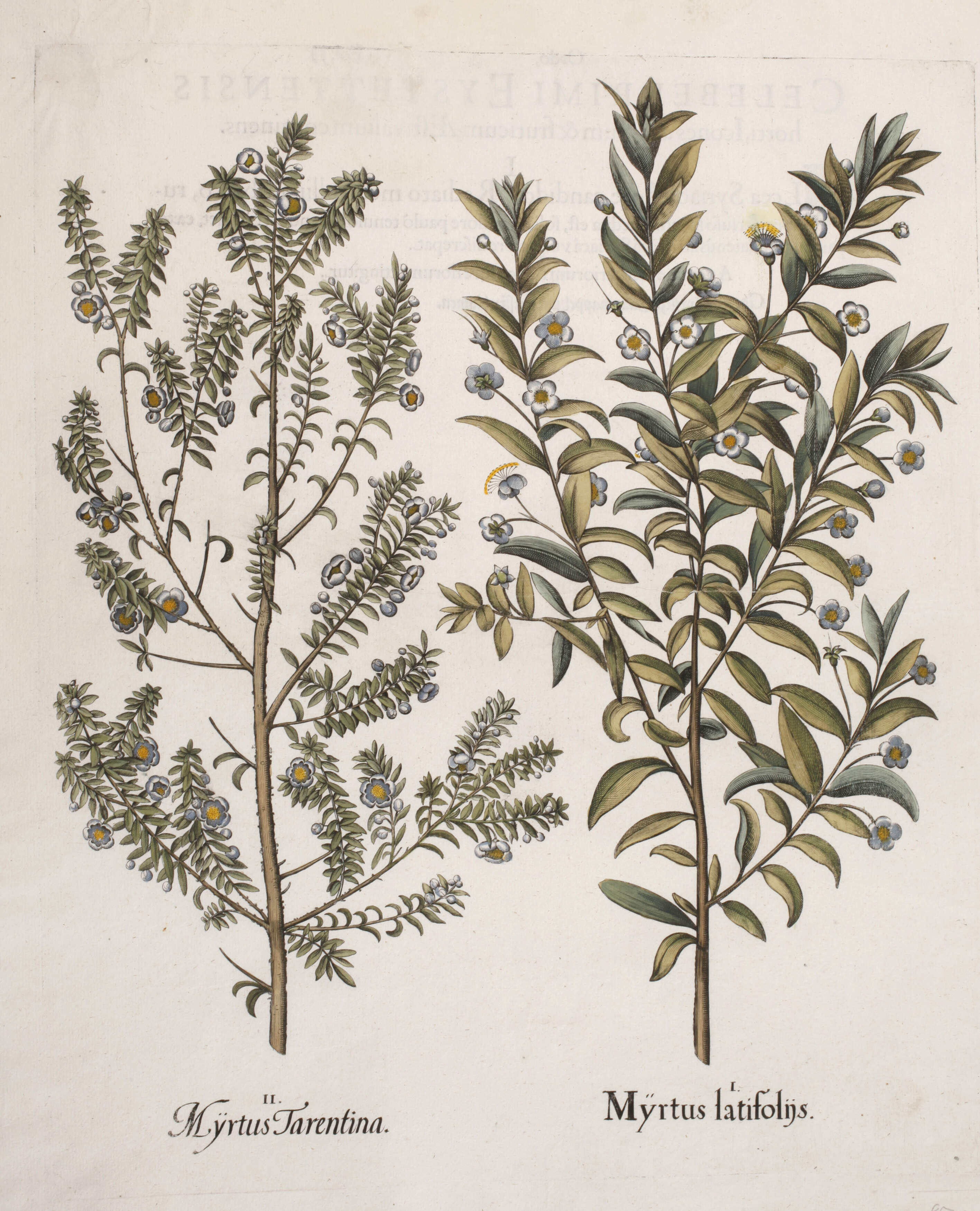 Basilius Besler, Myrte aus "Hortus Eystettensis"