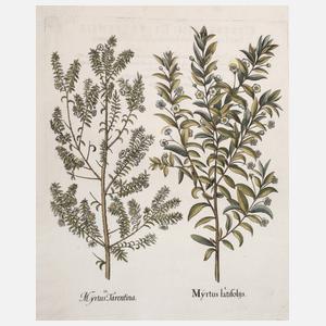 Basilius Besler, Myrte aus "Hortus Eystettensis"