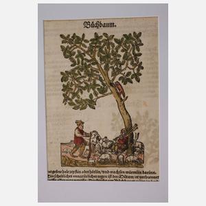 Hieronymus Bock, Sammlung Pflanzendarstellungen