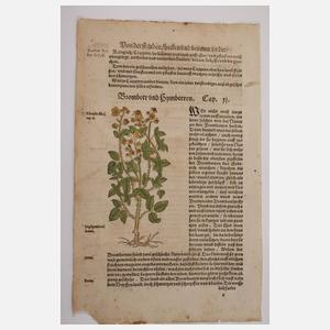 Hieronymus Bock, Sammlung Pflanzendarstellungen