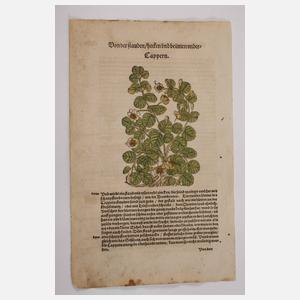 Hieronymus Bock, Sammlung Pflanzendarstellungen