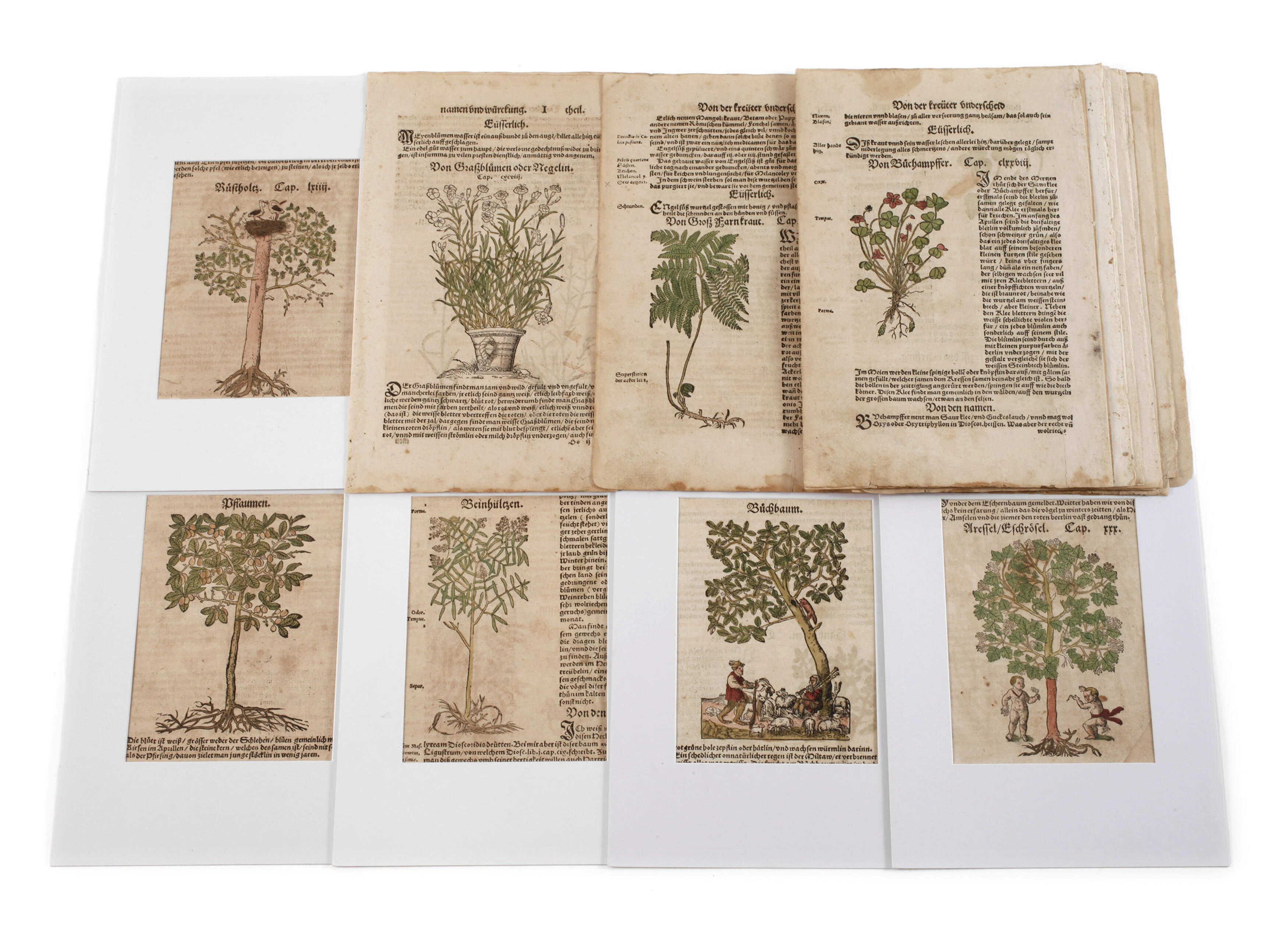 Hieronymus Bock, Sammlung Pflanzendarstellungen