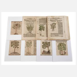 Hieronymus Bock, Sammlung Pflanzendarstellungen
