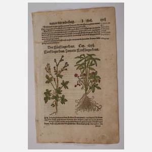 Hieronymus Bock, Sammlung Pflanzendarstellungen