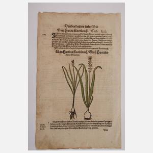 Hieronymus Bock, Sammlung Pflanzendarstellungen