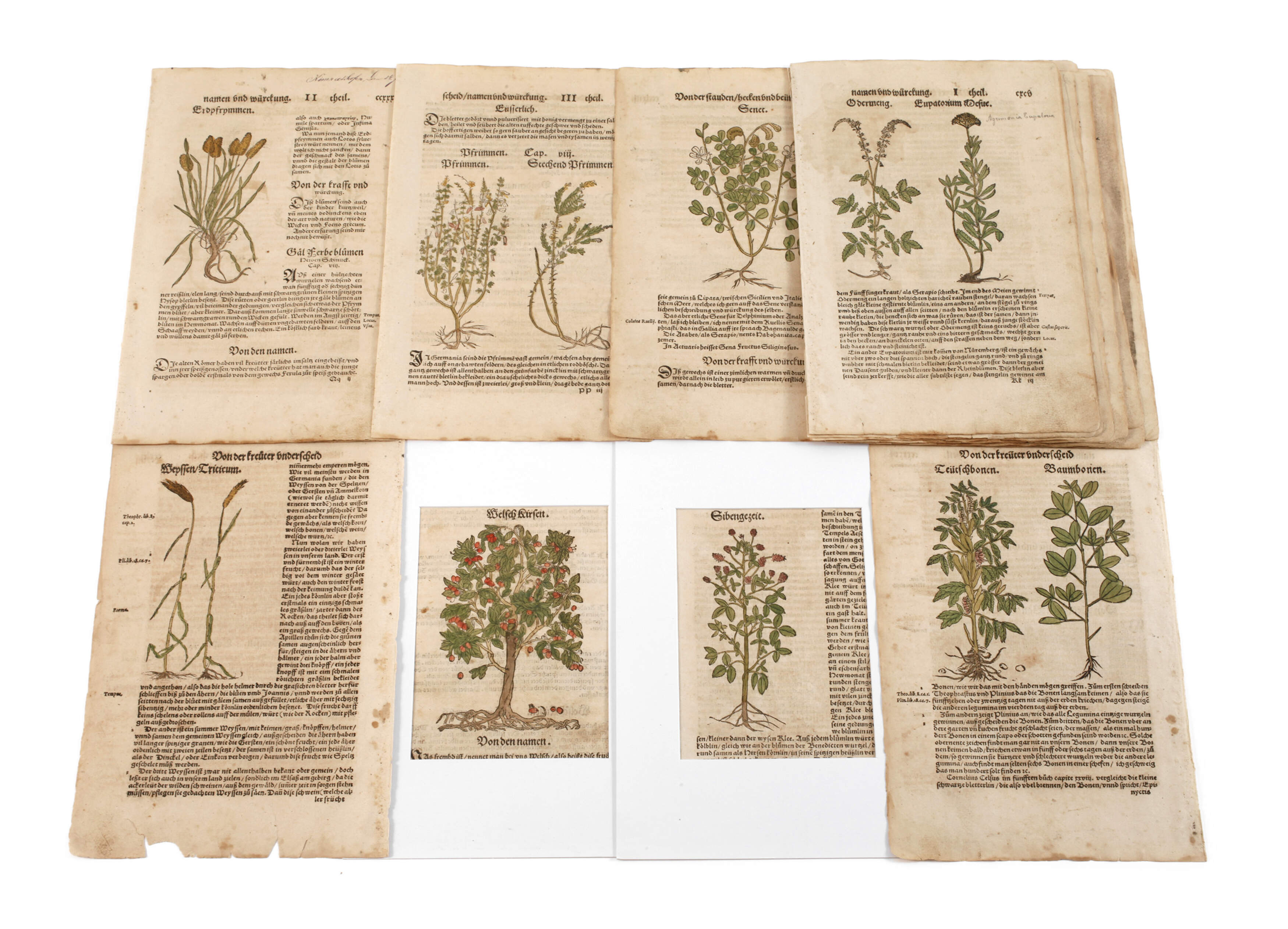 Hieronymus Bock, Sammlung Pflanzendarstellungen