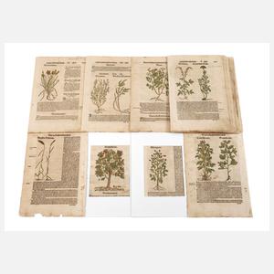 Hieronymus Bock, Sammlung Pflanzendarstellungen