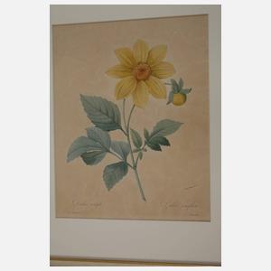 Pierre-Joseph Redouté, Konvolut Pflanzendarstellungen