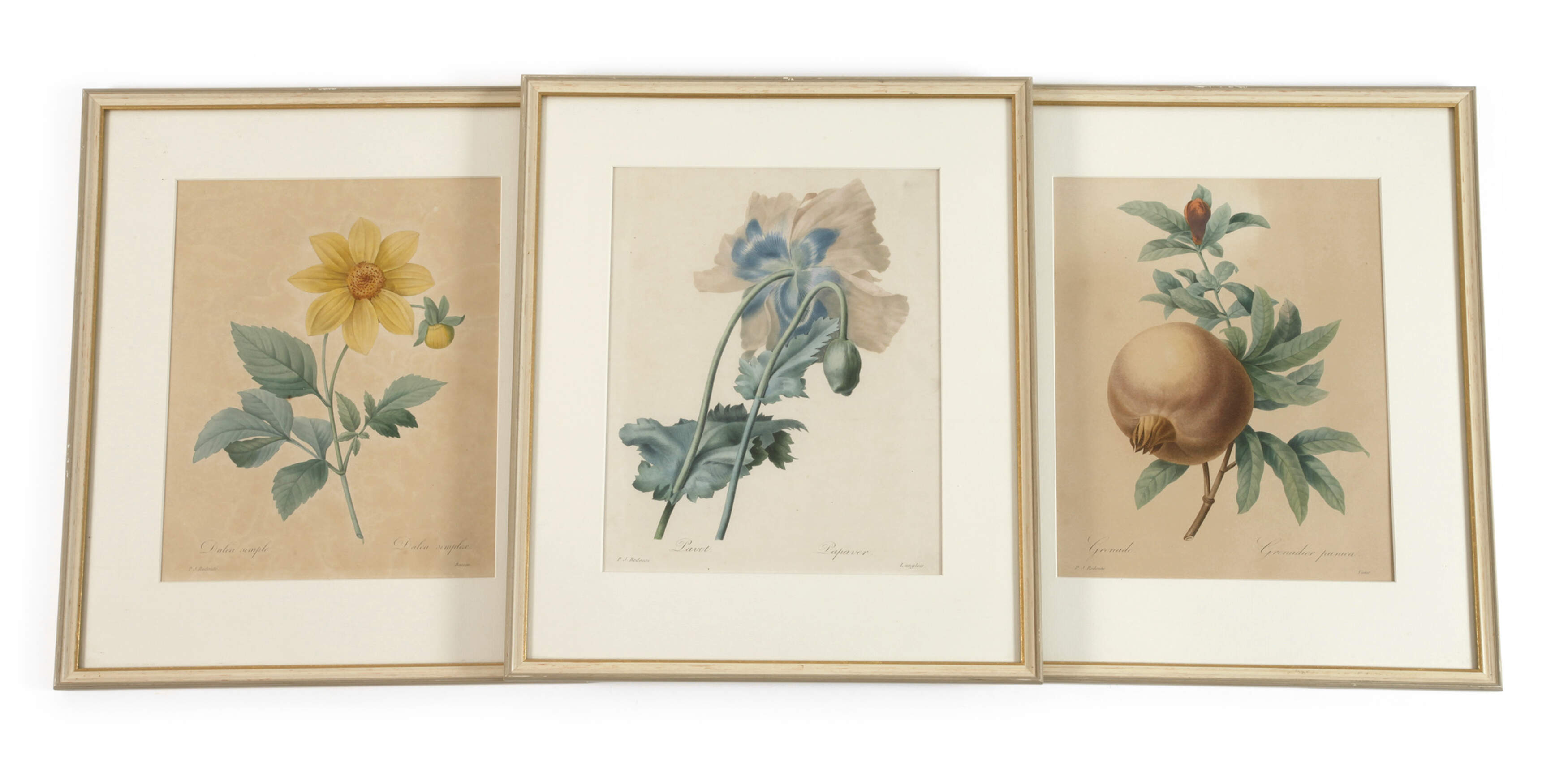 Pierre-Joseph Redouté, Konvolut Pflanzendarstellungen