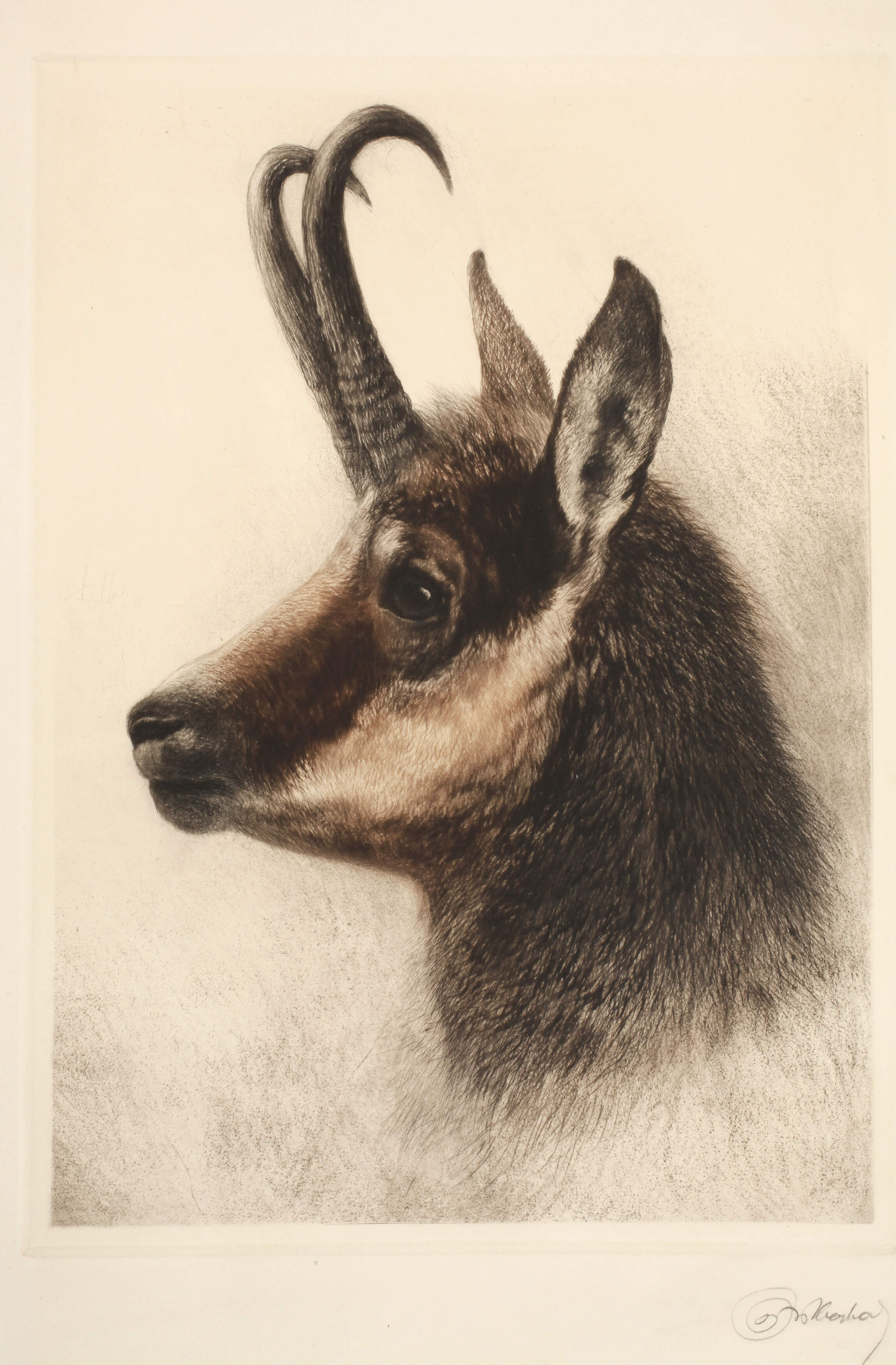 Kurt Meyer-Eberhardt, Gamskopf