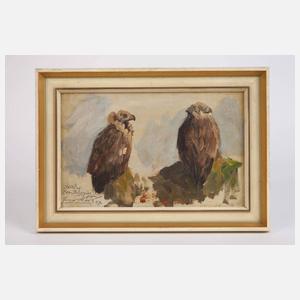 Roder, Adlerstudie aus dem Zoo in Leipzig