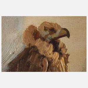 Roder, Adlerstudie aus dem Zoo in Leipzig