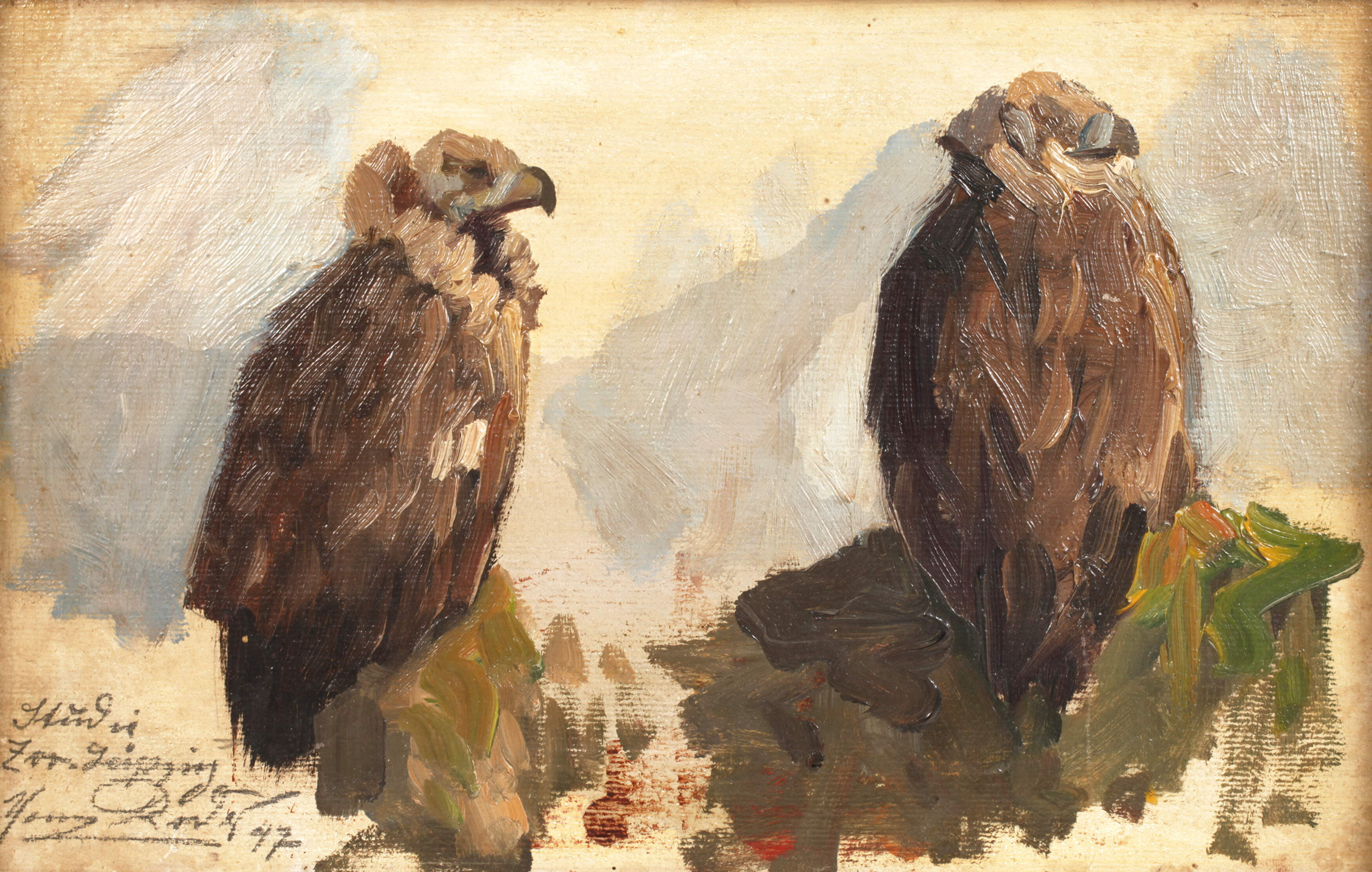 Roder, Adlerstudie aus dem Zoo in Leipzig