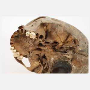 Barocker Schwurschädel