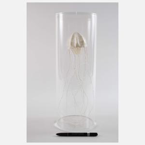 Sophie Casado, Qualle im Glassturz