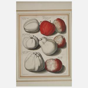 Zwei Apfeldarstellungen nach Johann Hermann Knoop