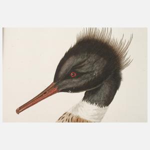 Cornelius Nozeman, Mittelsäger