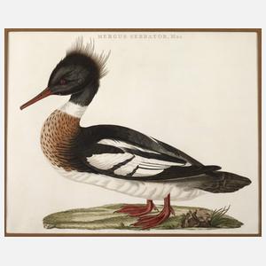 Cornelius Nozeman, Mittelsäger