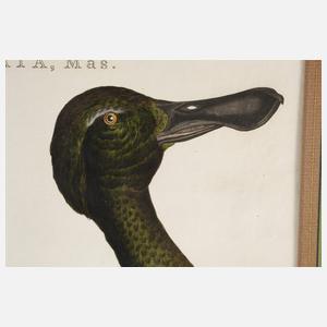 Cornelius Nozeman, Löffelente