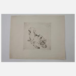 Curt Meyer-Eberhardt, Fauchender Tiger