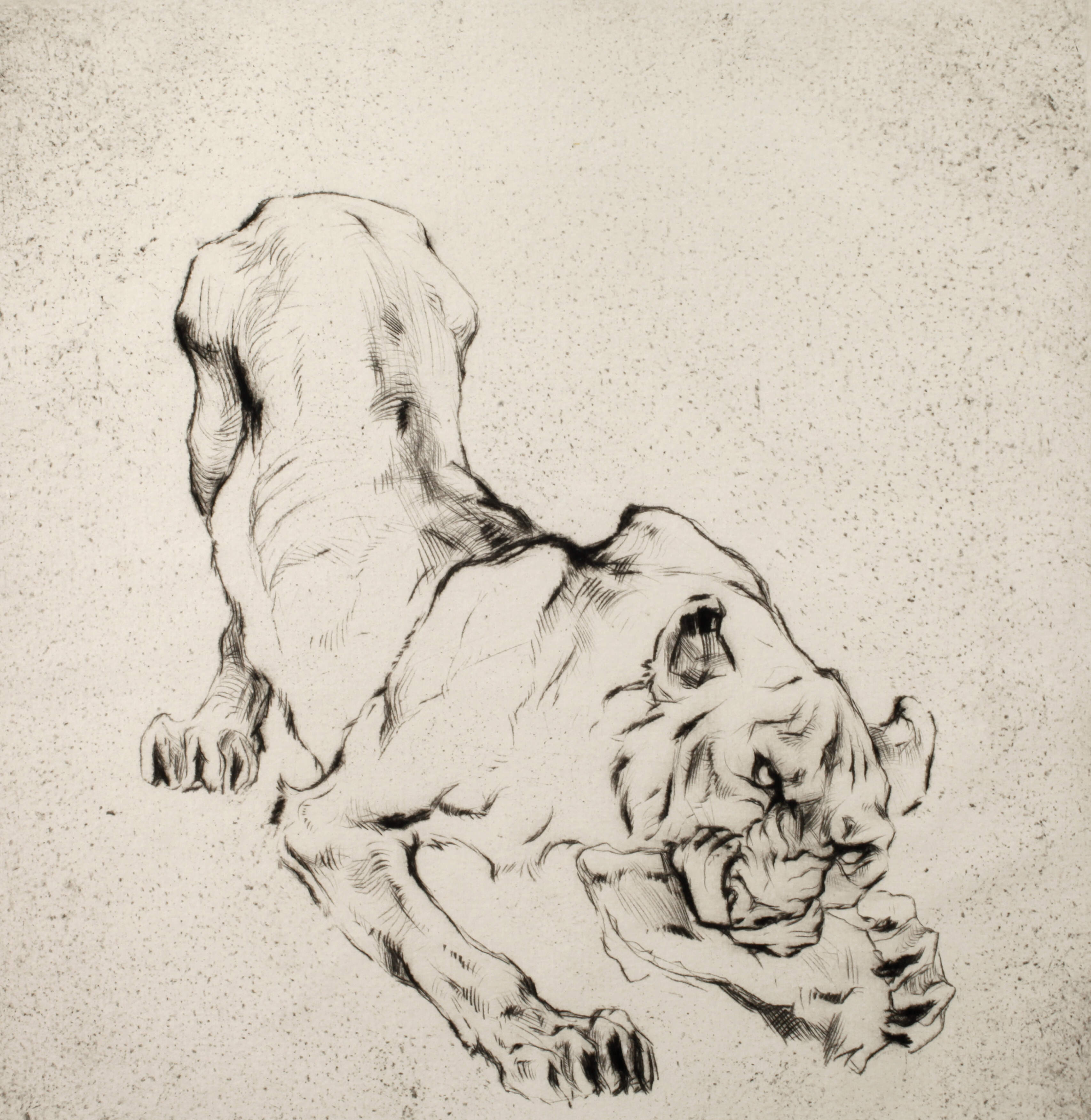 Curt Meyer-Eberhardt, Fauchender Tiger