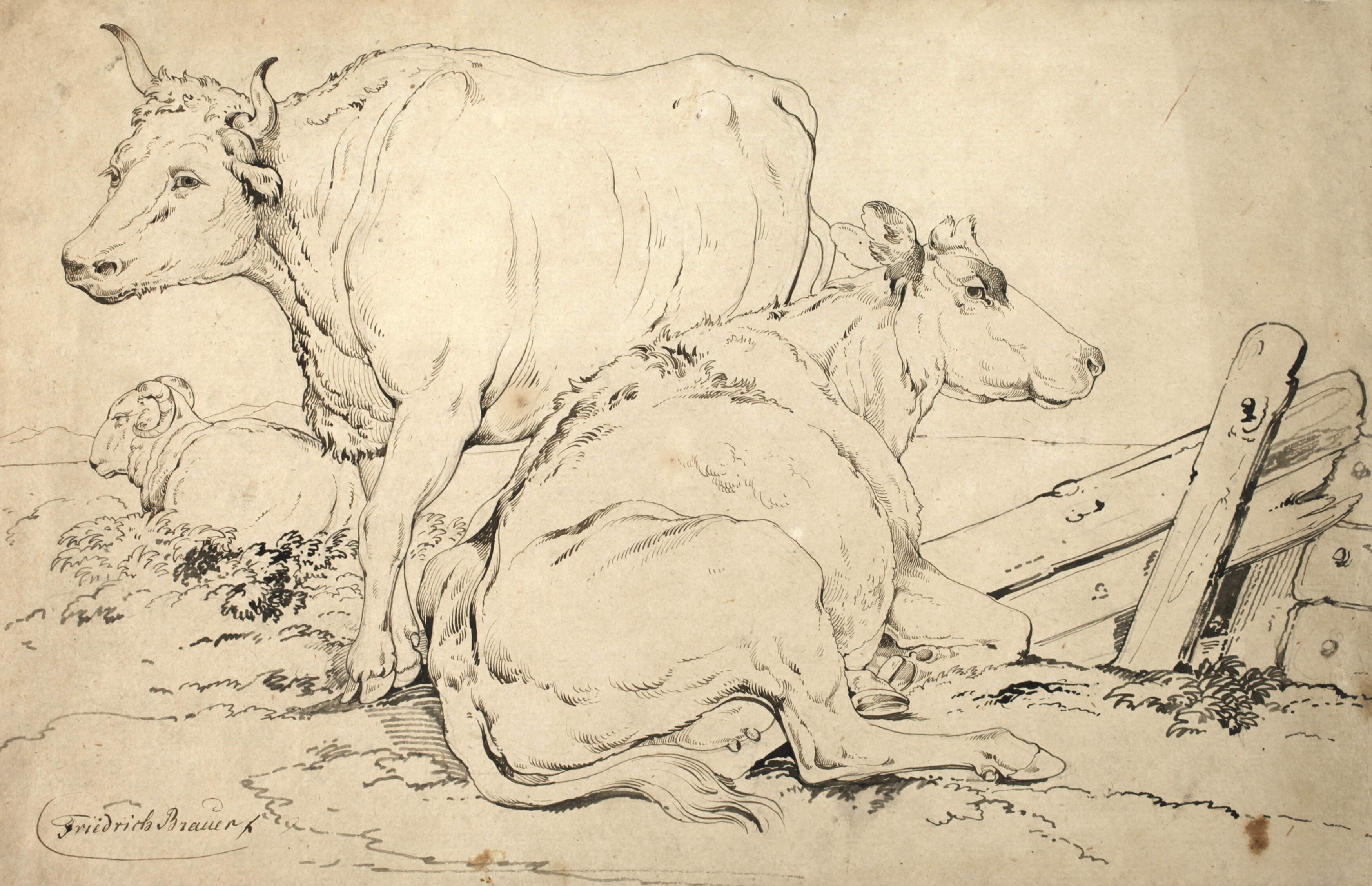 Friedrich Brauer, Ruhendes Vieh