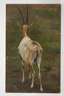 Albert Brendel, attr., Säbelantilope
