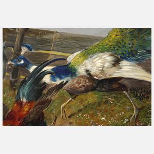 Max Hänger Senior, Geflügelhof mit Pfau