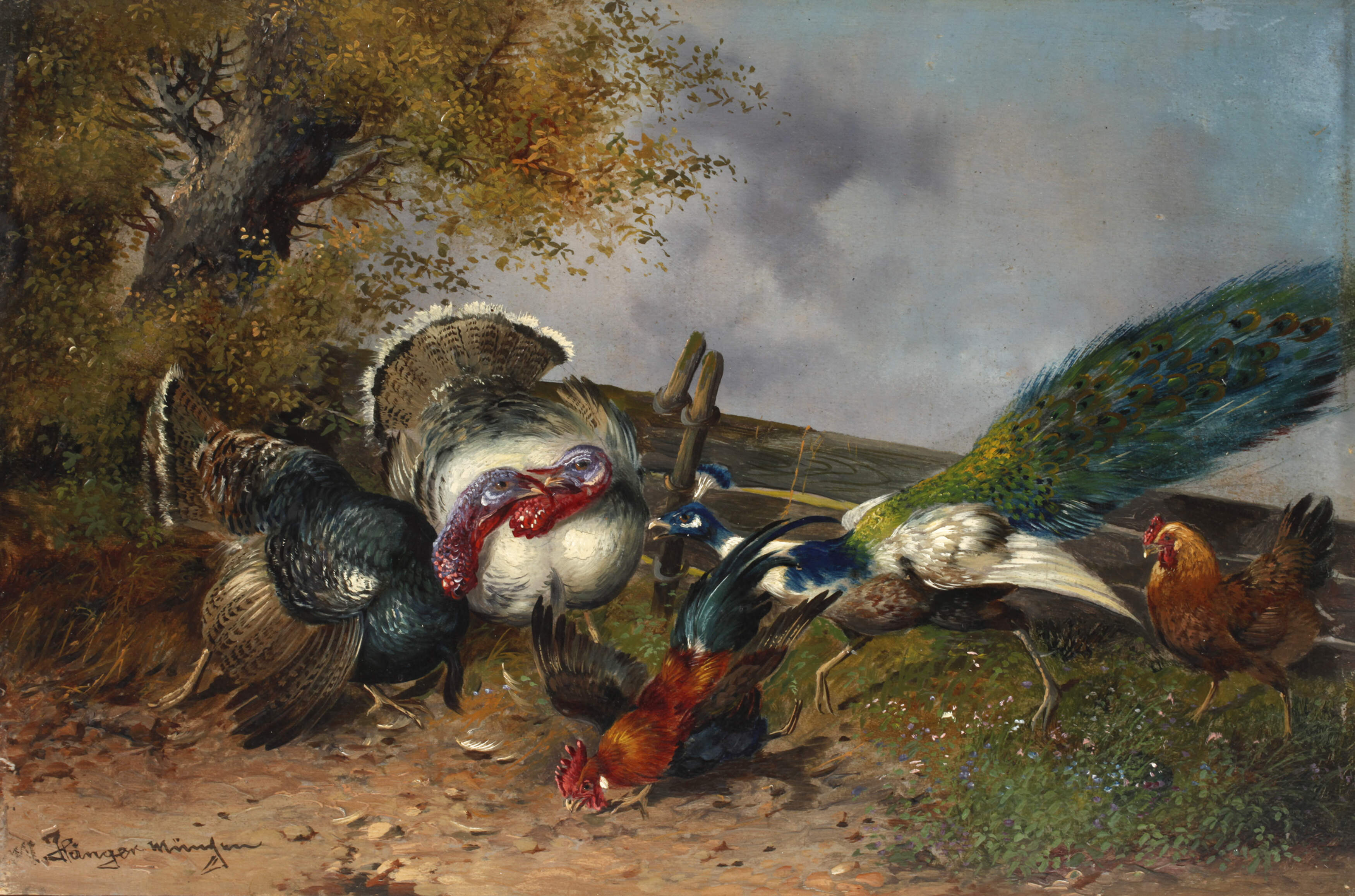 Max Hänger Senior, Geflügelhof mit Pfau