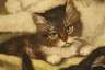 Henriette Ronner, Katze mit Jungen
